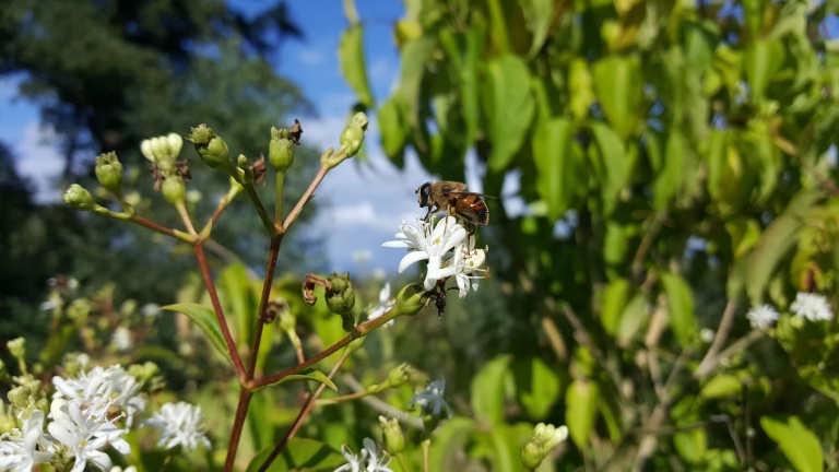 Natuur in de tuin Sabine van Andel